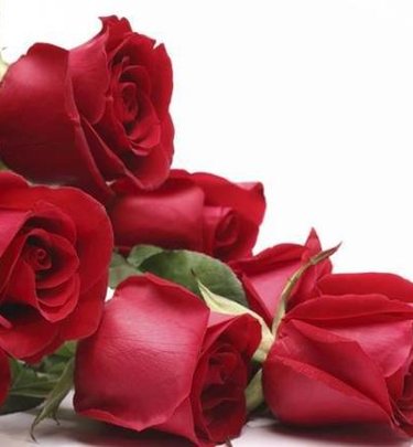 عرف عطلة بوكيه الورد الأحمر الشريط الحرير الأحمر باقة هدية العيد Png