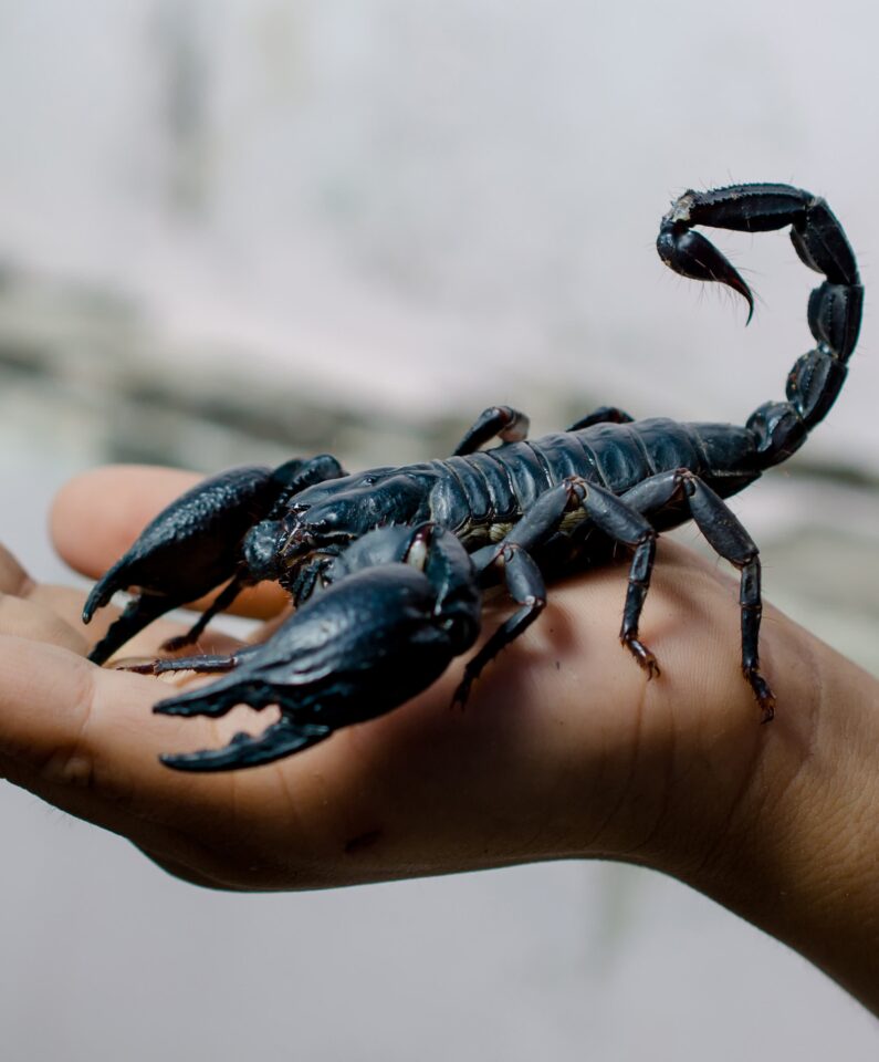 ما تفسير حلم لدغ العقرب في اليد حسب كبار العلماء؟