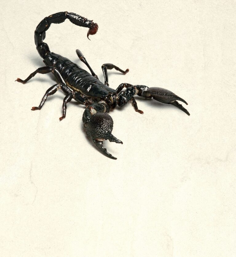 قراءة في حلم العقرب الاسود لتفهمي ما يدور حولك!