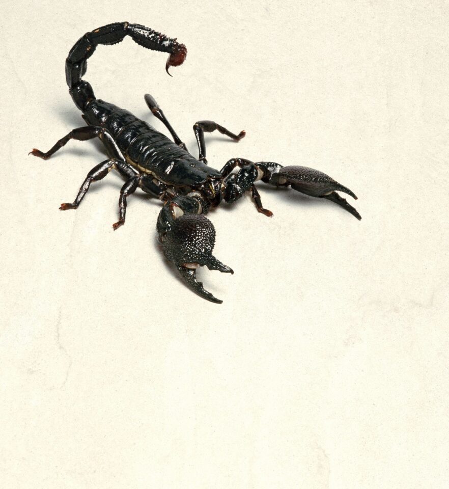 قراءة في حلم العقرب الاسود لتفهمي ما يدور حولك!