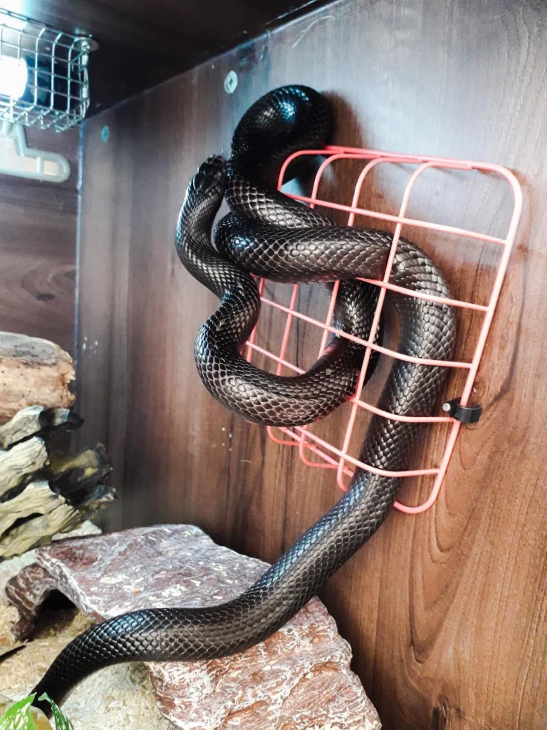 ماذا تعني رؤية الثعبان الأسود في المنام للمتزوجة؟