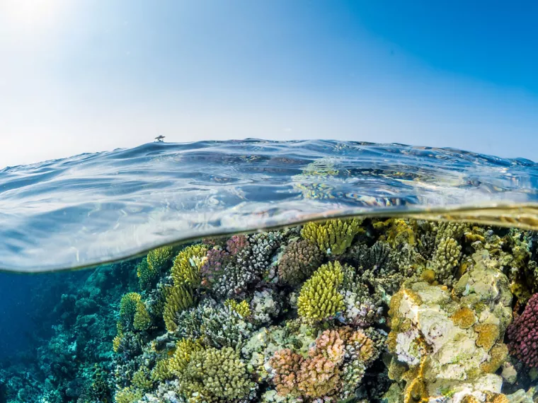 الرؤية تحت الماء في أفضل حالاتها