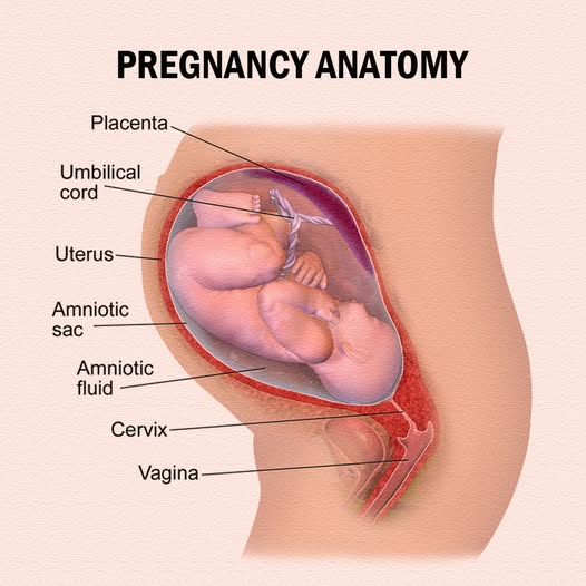 صورة توضيحية للجنين وما يحيط به