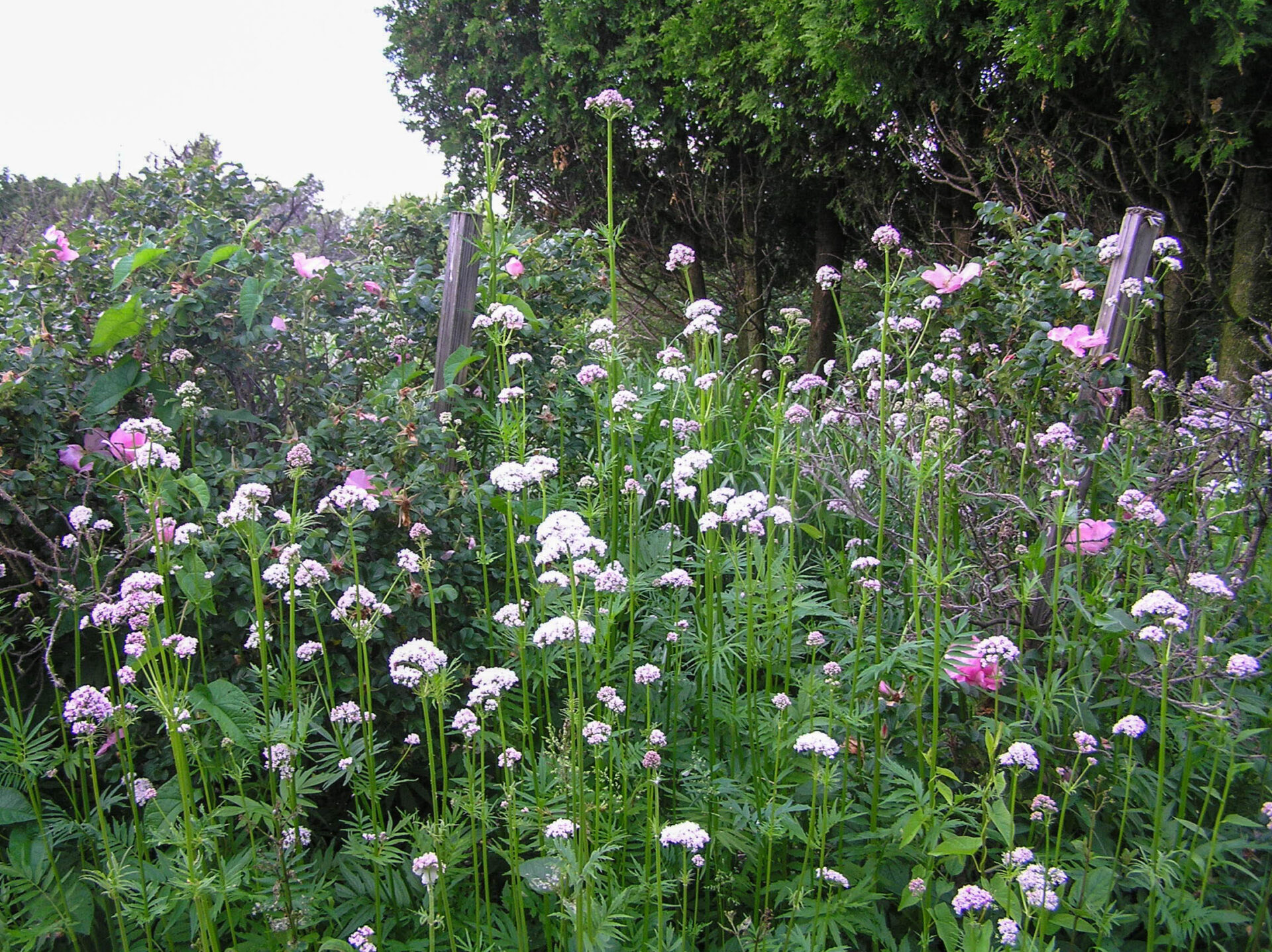 عشبة الناردين الخضراء