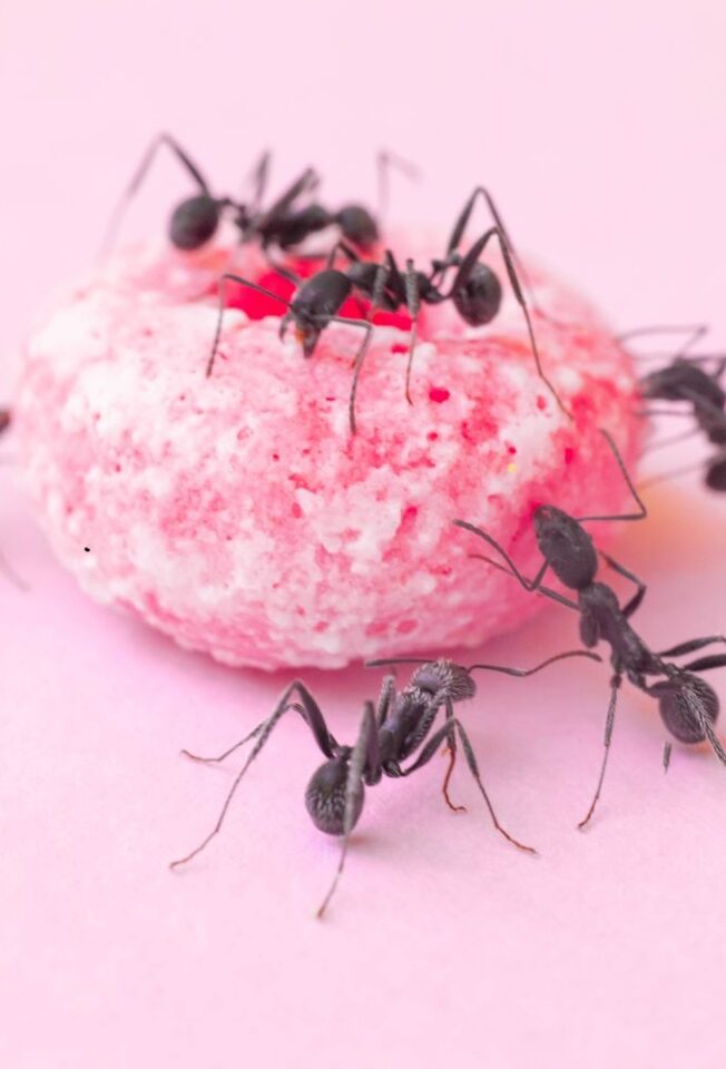 هل وجود النمل في البيت خير أم شر؟