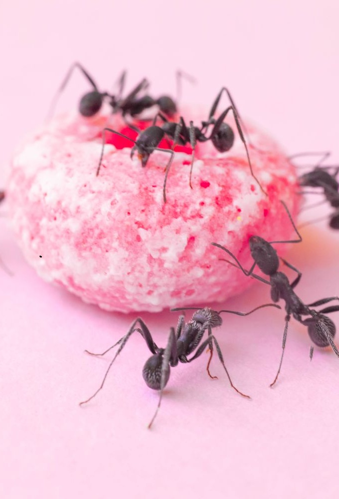 هل وجود النمل في البيت خير أم شر؟