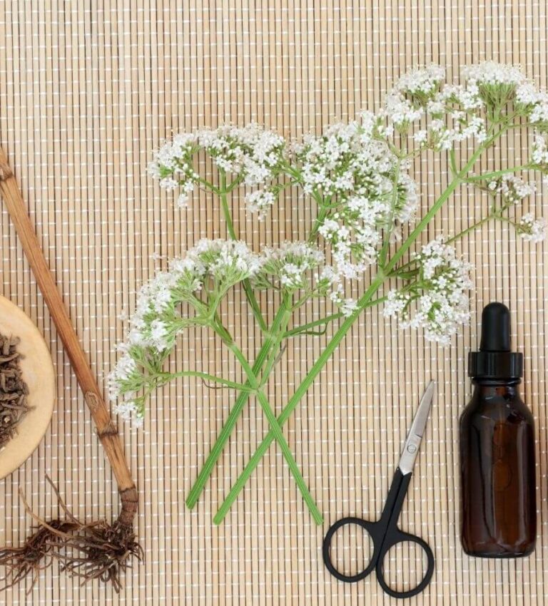 اضرار عشبة الناردين التي يجهلها الكثيرون!