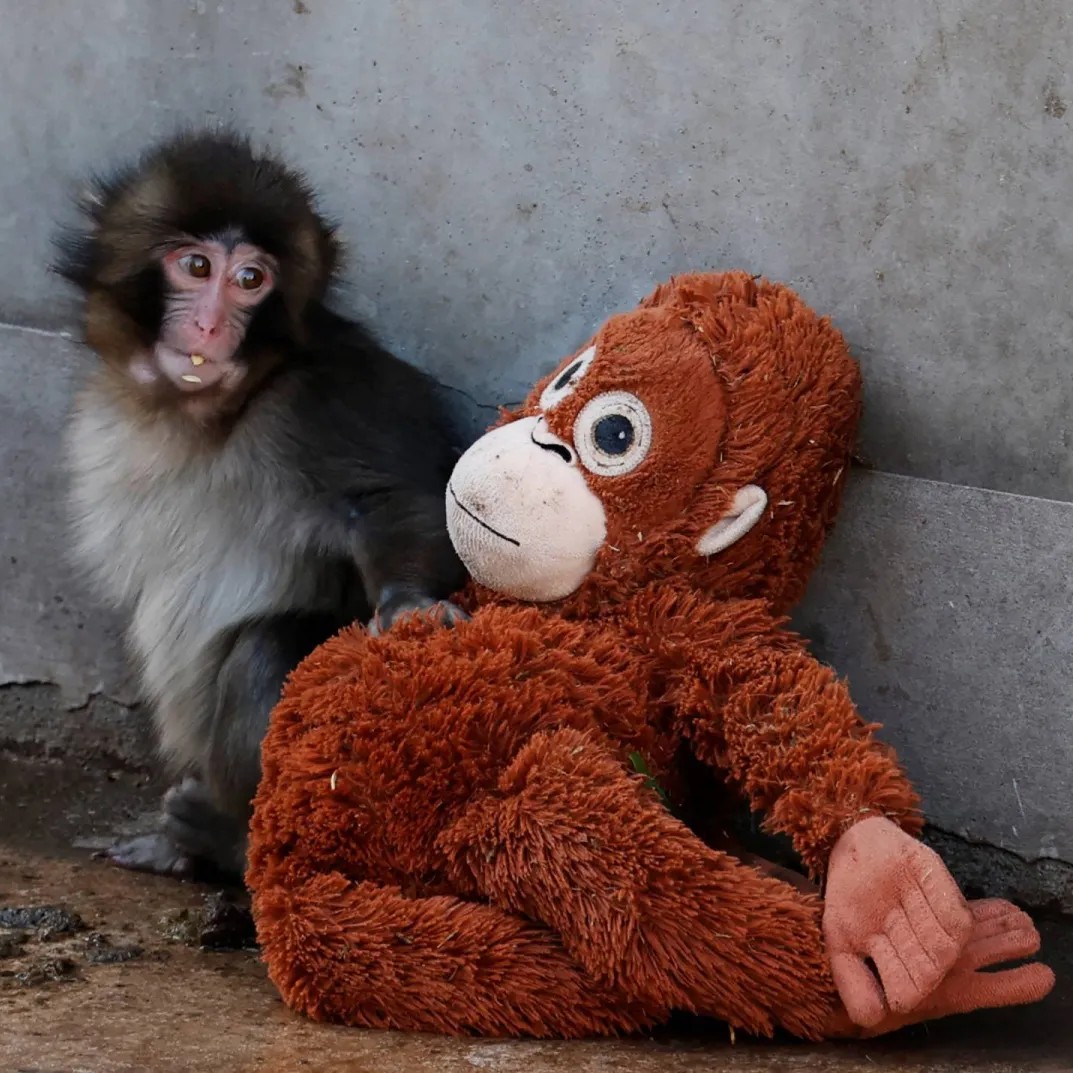 قصة القرد بانش الذي تركته والدته وبات ترند!