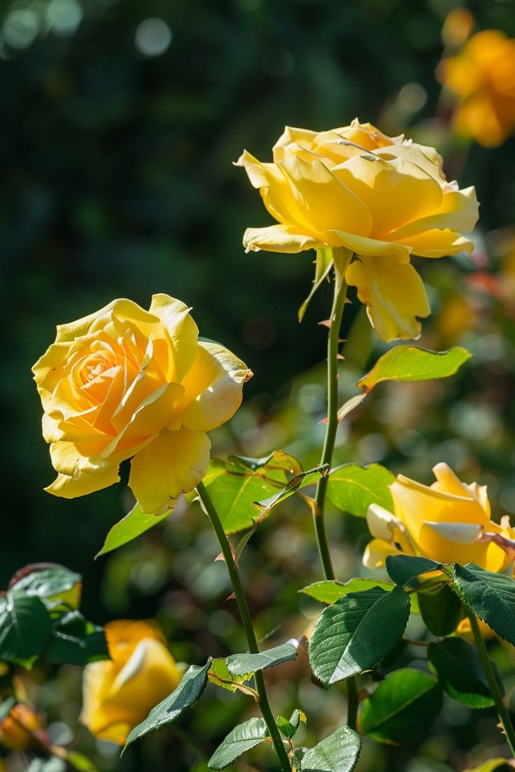 الورد الاصفر