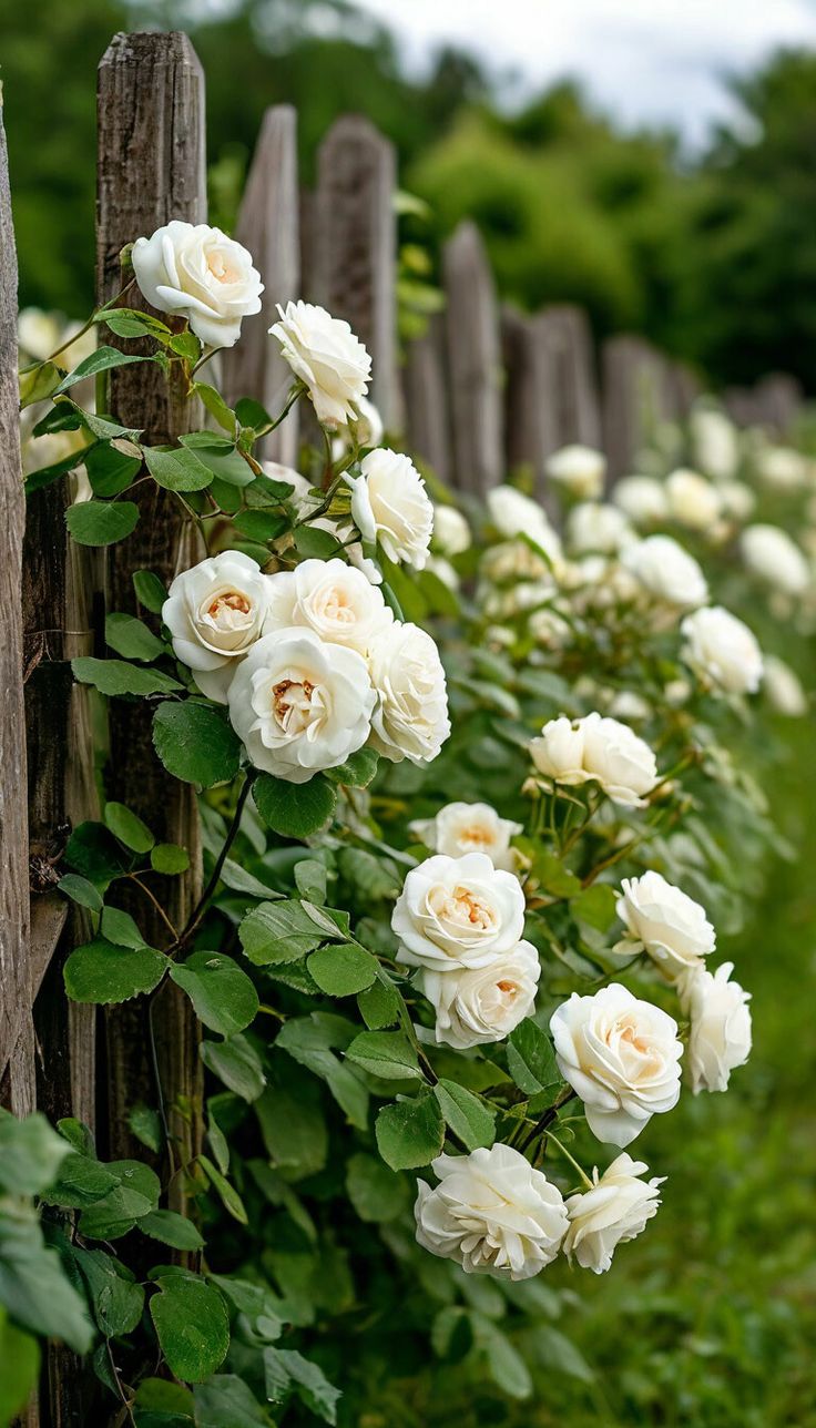 الورد الابيض