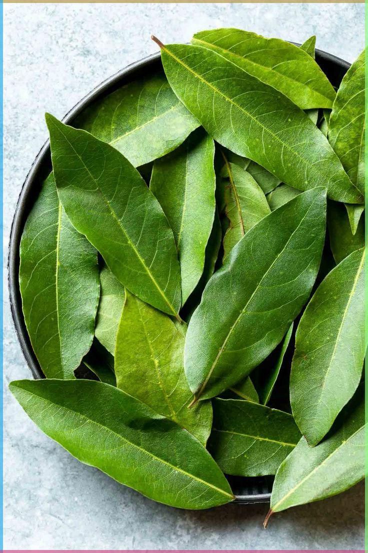 ورق شجرة الغار الاخضر