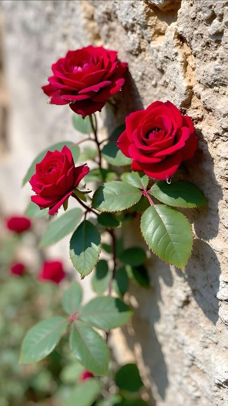 الورد الاحمر